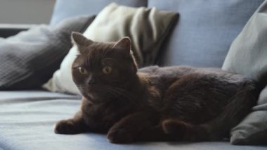 Kanepede uzanmış pürüzsüz, siyah gözlü kedi, arka planda iki yastık, gündüz vakti. Kedi yalama, kuyruk sallama, kameraya bakma, sonra sağa sola bakma.