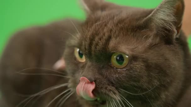 Detailní Záběr Černé Hladce Potažené Žlutooké Kočky Dlouhými Vousy Ležícími — Stock video