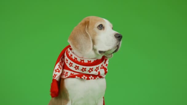 Střední Přední Záběr Hnědé Bílé Bígl Pes Svlečené Červené Bílé — Stock video