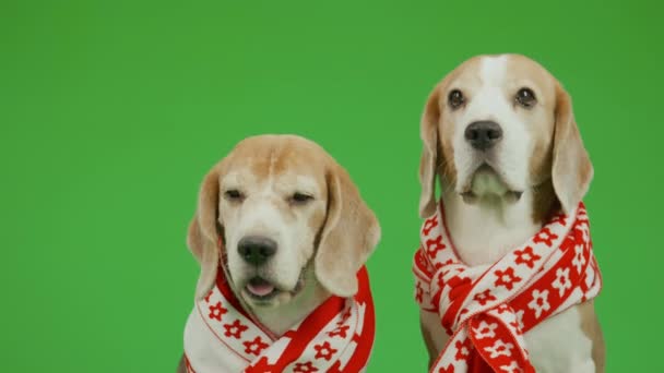 Medium Voorste Schot Van Bruine Witte Beagle Honden Gestripte Rode — Stockvideo