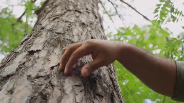 パトロール中に森林の木の樹木に触れ パラシュートする認識できない男性の木の手のクローズアップショット — ストック動画