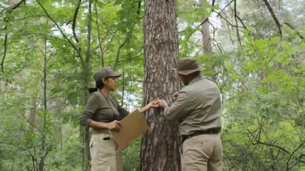 曇りの夏の日に緑の混合された森で一緒に働く制服のヒスパニックの女性および女性のフル ショット 松の木のガードを測定する女性および男 — ストック動画