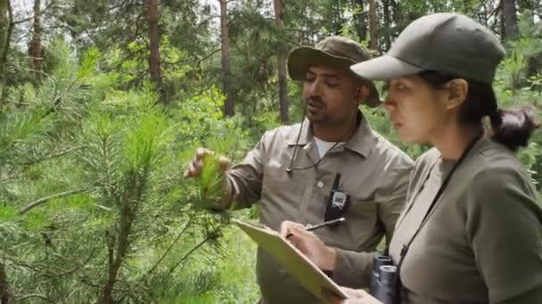 森林の松のそばに立っているカーキの木製のユニフォーム 男性の触れる針 クリップボードの検査レポートを満たす女性のメディアショット — ストック動画