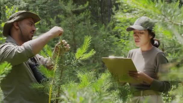 两名不同族裔的男 女看守检查森林中的幼苗苗圃 男子测量松树树苗的高度 妇女在剪贴板上记录结果 — 图库视频影像