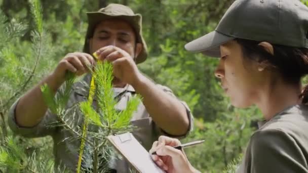 中特写 在森林工作的不同看守 穿着卡其布制服的中年男子 测量松树幼树树苗 并与女同事用剪贴板交谈 — 图库视频影像