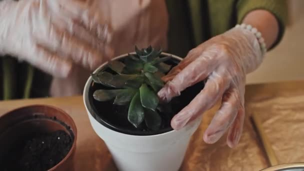 認識できない女性の透明な手袋に焦点を当てる 花のポットに花を植える 土を加える — ストック動画