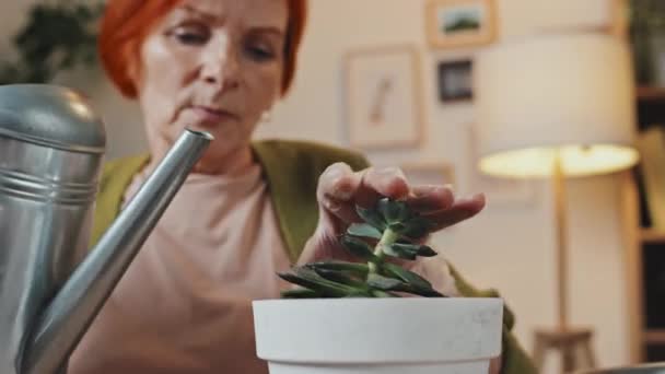 Сосредоточьтесь Растении Цветочном Горшке Доброкачественного Полива Пожилой Женщины Рыжими Волосами — стоковое видео
