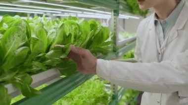 Laboratuvarda duran tencerelerdeki yeşil salata tıkaçlarına dokunan ve kontrol eden erkek tarım bilimcilerinin orta boy görüntüsü.