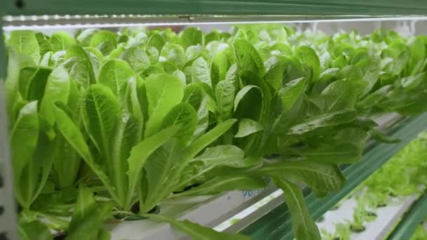 Panning Direito Close Plugues Com Salada Verde Prateleiras Para Plântulas — Vídeo de Stock