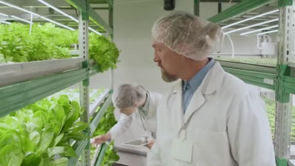 Mittlere Aufnahme Eines Leitenden Kaukasischen Agrarwissenschaftlers Der Grüne Pflanzen Labor — Stockvideo