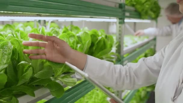 Passage Salade Verte Stand Vertical Femelle Agronome Asiatique Qui Contrôle — Video
