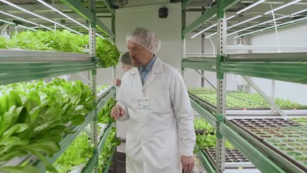 研究室の葉をチェックする緑の植物と一緒に歩く男性の上級農業主義者の中型フルショット — ストック動画