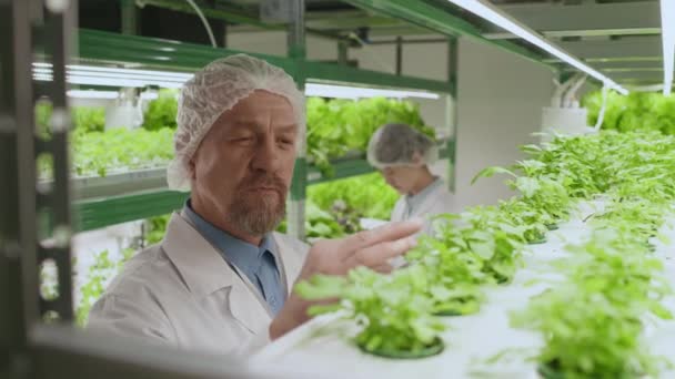 Gros Plan Moyen Scientifiques Agricoles Masculins Expérimentés Examinant Des Plants — Video