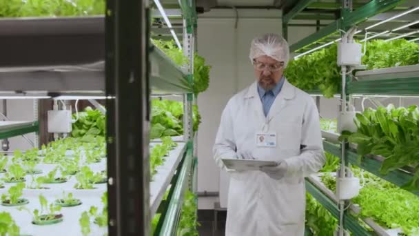 垂直層の間に立っている上級男性農業労働者のスローモの肖像画は 実験室でタブレットに何かを入力する緑の植物と立っています — ストック動画