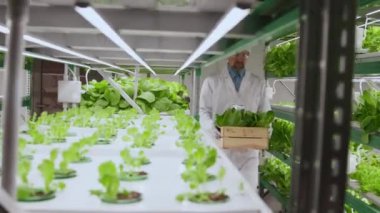 Kafkasyalı üst düzey laboratuvar çalışanının yeşil buji bitkileriyle birlikte tahta kutu taşıdığı orta ölçekli bir fotoğraf.