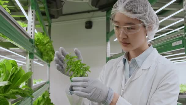 Średnie Ujęcie Suki Azjatyckiego Naukowca Rolniczego Posiadającej Zieloną Wtyczkę Badającej — Wideo stockowe