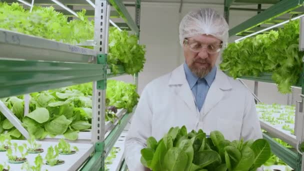 Portrait Moyen Scientifique Masculin Joyeux Tenant Une Palette Salade Verte — Video