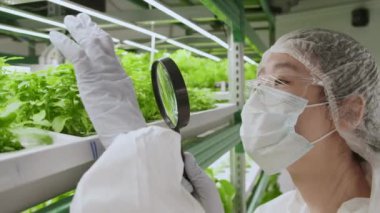 Koruyucu üniformalı, maskeli ve gözlüklü Asyalı kadın laboratuar çalışanı büyüteç kullanarak yeşil bitki yapraklarına bakıyor.