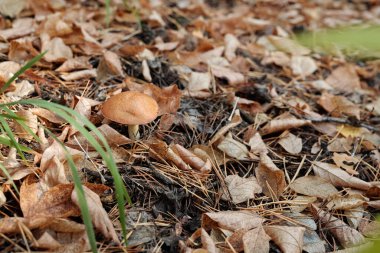 Sonbaharın başlarında ormanda kuru yapraklar ve çam yaprakları arasında büyüyen sarı boletus.