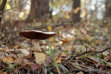 Sonbaharda verimli topraklarda yetişen agarik gruba ait yenilebilir taze mantarların yakın çekimi.