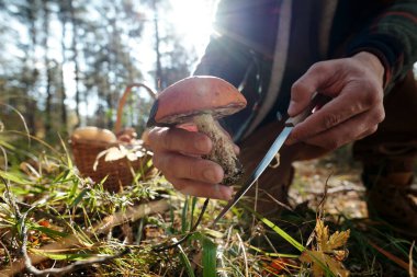 Elinde bıçak olan, orman zemininden porcini mantarı kesen kuru yapraklar ve diğer biyolojik kütlelerle kaplı genç bir adamın elleri.
