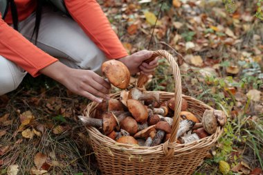 Genç kadın mantar toplayıcının elleri ormanda dizlerinin üzerinde dururken içi taze porcini dolu sepetin üzerinde turuncu başlık taşıyor.