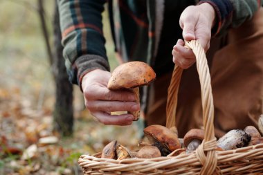 Genç erkek mantar toplayıcısının eline odaklanın. Elinde turuncu başlık, sepetin üzerinde diğer Porcini yığınlarıyla birlikte.