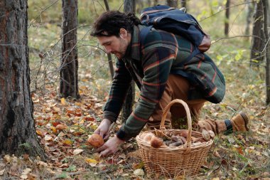 Sırt çantalı genç erkek mantar toplayıcı, orman zemininde kurumuş yapraklarla bükülürken turuncu başlık kesiyor.
