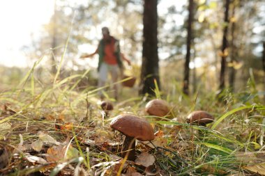 Sonbahar ormanlarında kuru yaprakların arasında yetişen portakallı porcini 'ye odaklanın. Sepetli dişi mantar toplayıcısına karşı.
