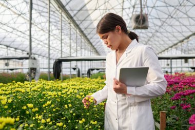 Genç esmer kadın tarım mühendisi sarı çiçek açan kasımpatılara bakarken çiçek tarhında dikiliyor.