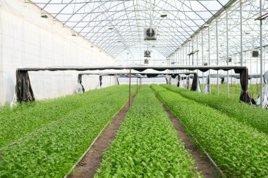 Bahçe merkezinde ya da geniş endüstriyel serada büyüyen yeşil çiçek fidanları olan uzun ve geniş çiçek tarlaları.