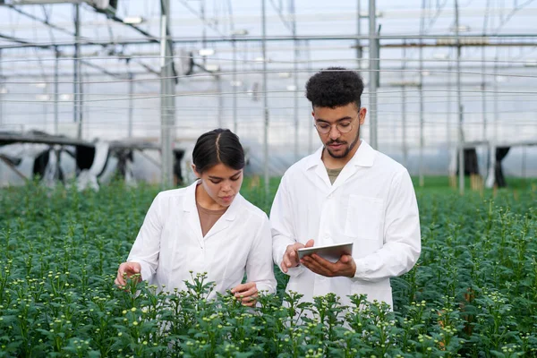 Two young intercultural agro engineers in labcoats studying new sorts of flowers while one of them searching for their characteristics in the net