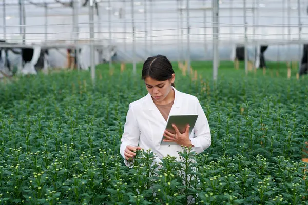 Young Female Scientist Tablet Looking Tall Green Flower Seedlings Studying — Stock Photo, Image