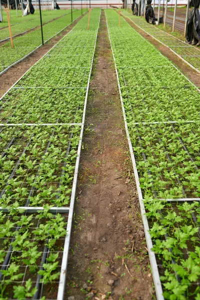 Long Aisle Two Wide Flowerbeds Green Seedlings Stretching Spacious Industrial — Stock Photo, Image