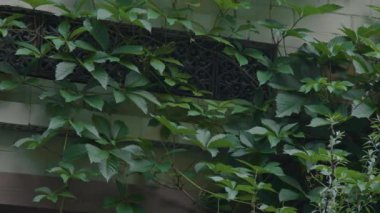 Sanatsal demircilik elementi, lamba ve yeşil sarmaşıkla dekore edilmiş tuğla bina cephesinin orta boy yakın çekimi.