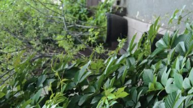 Bina cephesinde büyüyen yeşil sarmaşık bitkisinin dikey görüntüsü ve arka planda saksılarda büyüyen ağaçlar, kentsel bahçe kavramı