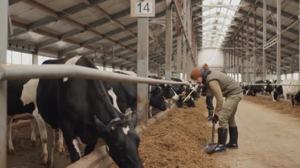 Nagy Esély Van Hogy Modern Mezőgazdasági Munkás Villával Takarmányozza Teheneket — Stock videók