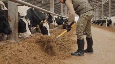 Çiftlikte çalışan kadın ve erkeğin ineklerle inekleri yemlerken çekilen çekimler.