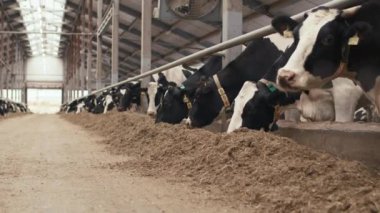 Modern çiftlikteki inek ahırında dikilmiş soğuk sonbahar gününde yemek yiyen siyah beyaz süt ineklerini kimse vuramaz.