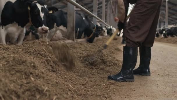 Selektivní Zaměření Záběr Muže Ženy Pracující Farmě Krmení Krav Kravíně — Stock video