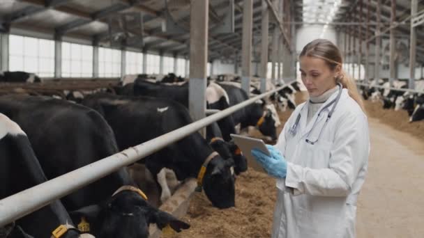 Tiro Medio Veterinario Profesional Sosteniendo Tableta Digital Examinando Vacas Granja — Vídeos de Stock