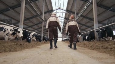 Arka görüş düşük açılı, çatal ve kova tutan üniformalı iki çiftlik işçisinin inek ahırında bir şey hakkında konuşurken görüntüsü.