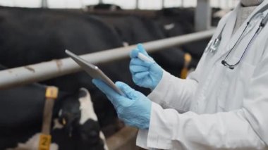 İnek ahırında çalışırken dijital tablet kullanan tanınmayan bir veterinerin seçmeli odak noktası.