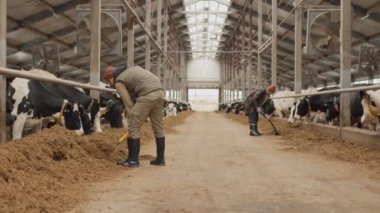 Çiftlikte çalışan kadın ve erkeğin geniş açılı görüntüsü onları beslemek için ineklere yaklaşan kuru otları tırmıklıyor.
