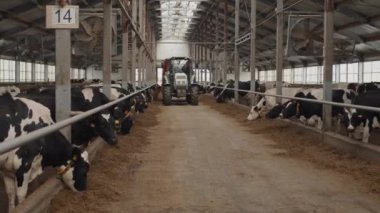 Tanımlanamayan bir çiftlik işçisinin, inekleri yemle beslemek için ahırda traktör kullanması geniş bir açı.