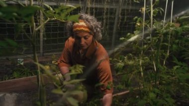 Domates filizlerinin yanındaki serada çiftçinin döllenme sahnesi.