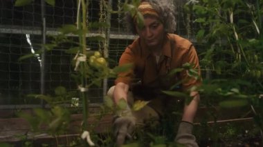 Orta yaşlı kadın bahçıvan serada özel aletli domateslerle yabani otları ayıklıyor.