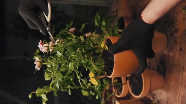 Pionowe Ujęcie Ogrodnika Cięcia Liści Kwiat Doniczce Podczas Dekoracji Szklarni — Wideo stockowe