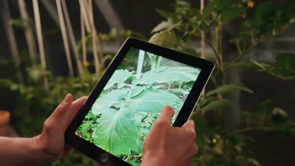 Zbliżenie Ogrodników Ręce Robienie Zdjęć Uprawianej Rośliny Tablecie Cyfrowym Podczas — Wideo stockowe