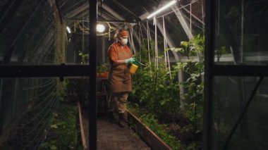 Gece serada çalışırken domates yapraklarını gübrelerken çiftçinin sprey kullanması geniş bir ihtimal.